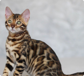 Bengal cat
