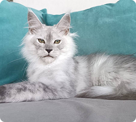 Maine Coon cat
