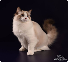 Ragdoll cat