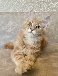 Amur Maine Coon kitten - Available for adoption at FavCats