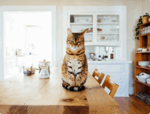Variety of Cat Breeds: What They Are Like and How to Choose Yours
