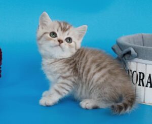 Remi British Cat kitten - Available for adoption at FavCats