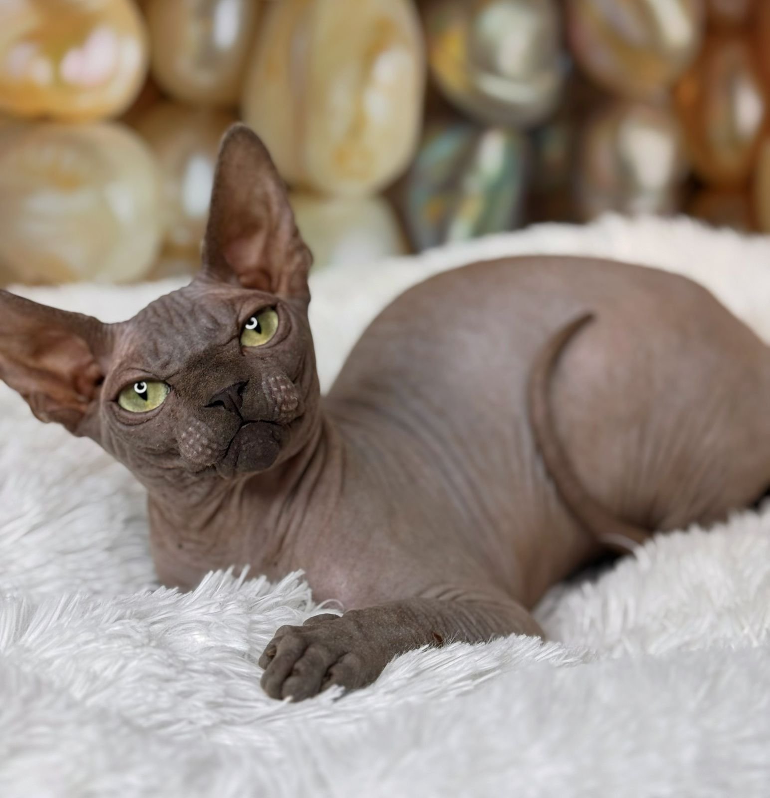 Gucci Sphynx Cat kitten - Available for adoption at FavCats