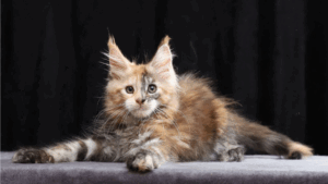 Gentle Giant: The Truth and Myths About the Maine Coon’s Character