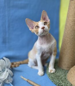 Devon Rex Cat