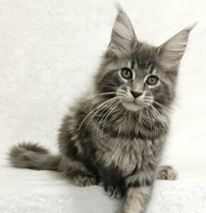 Lavandia Maine Coon kitten - Available for adoption at FavCats