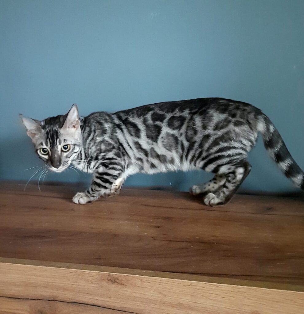 Isabella