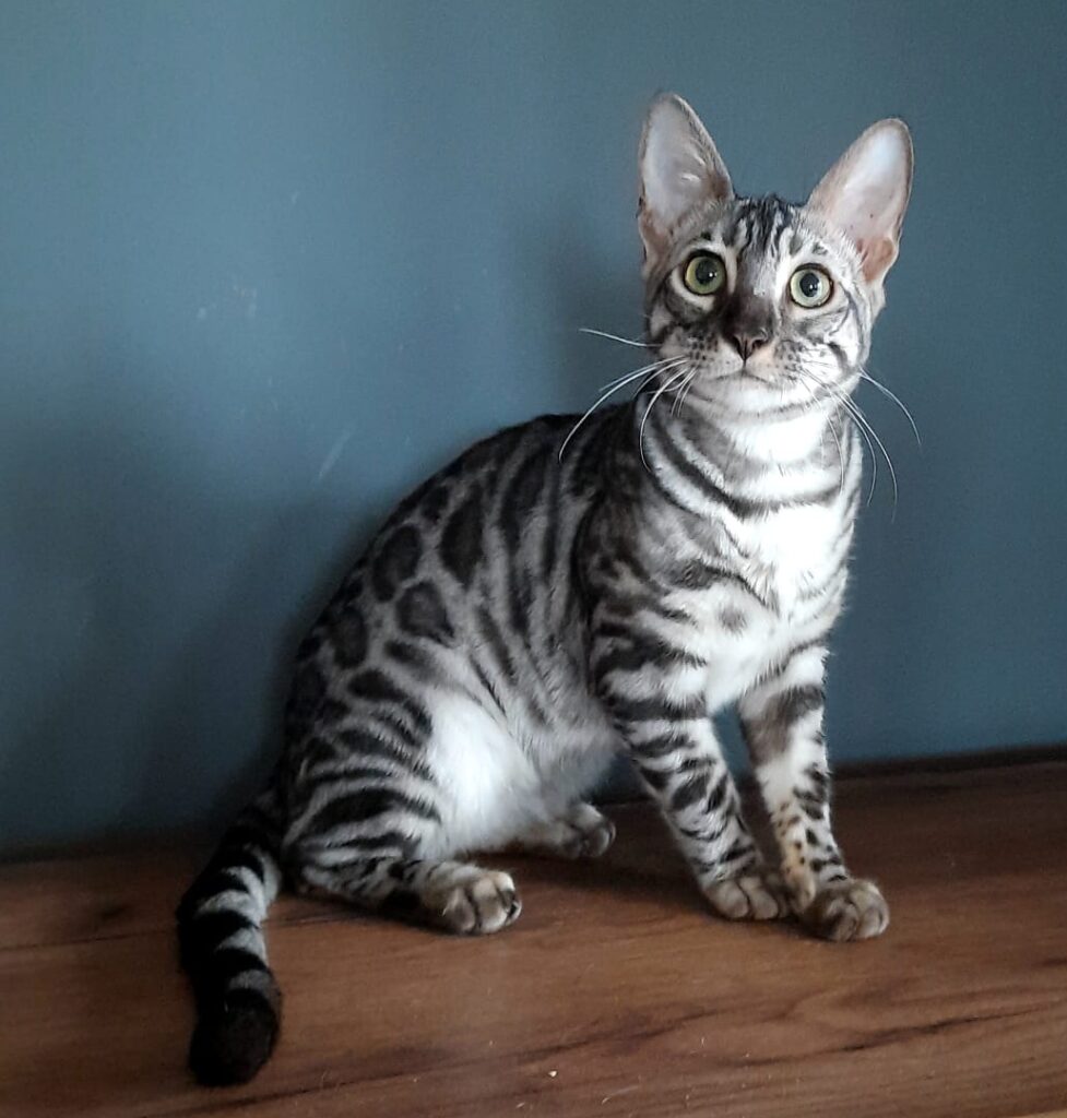 Isabella