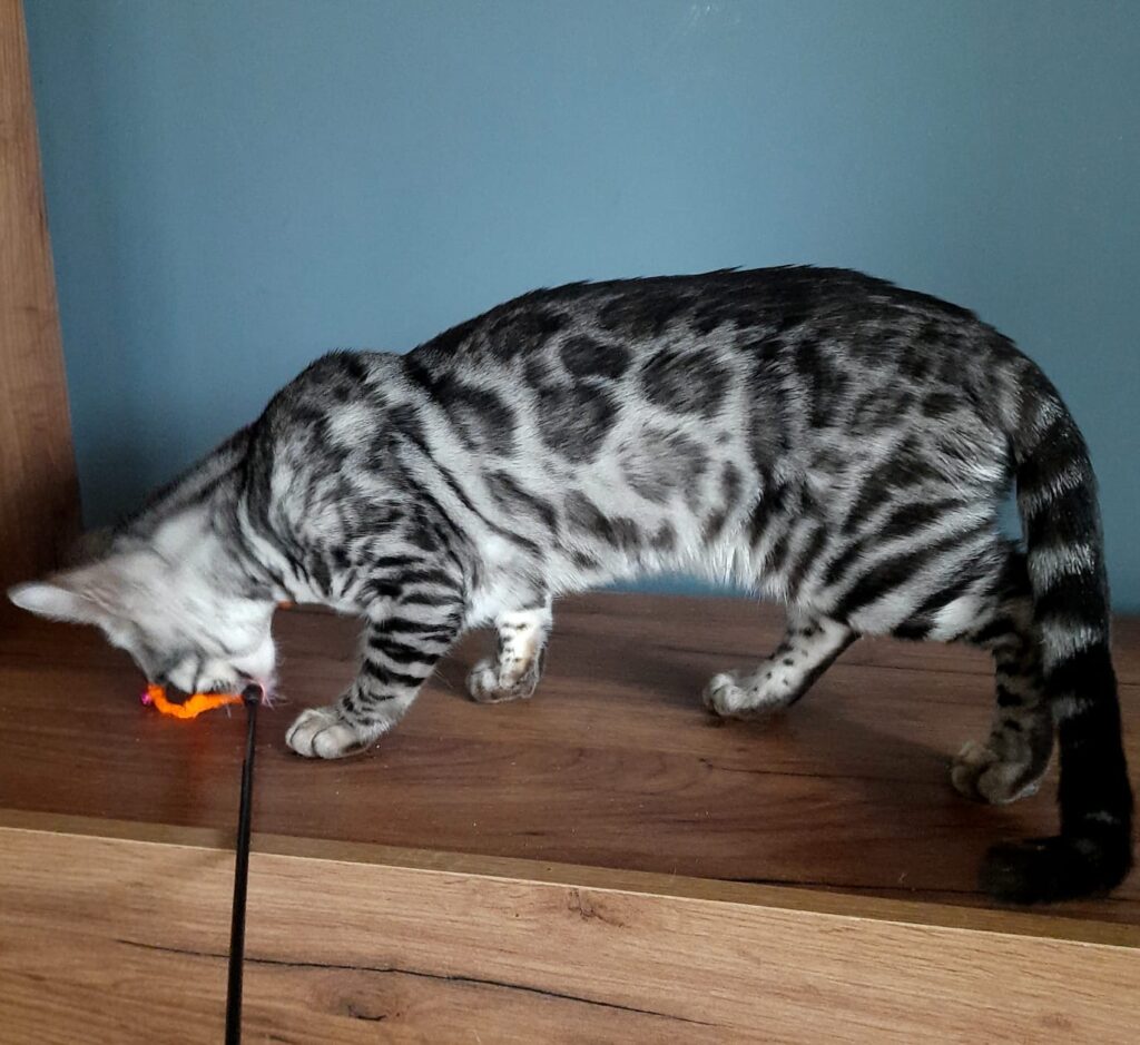 Isabella