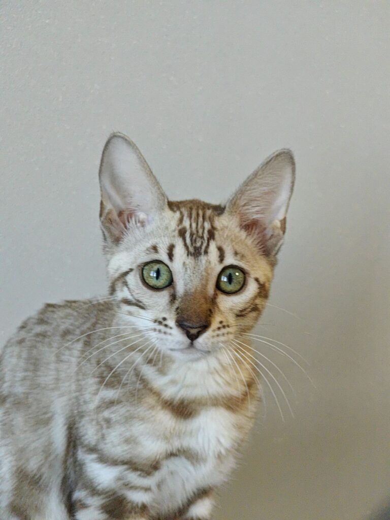 Dakota