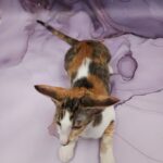 Esme U thumbnail