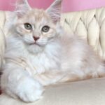 Simba thumbnail