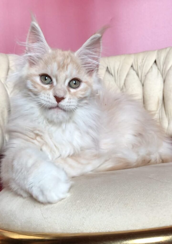 Simba