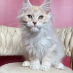 Simba thumbnail