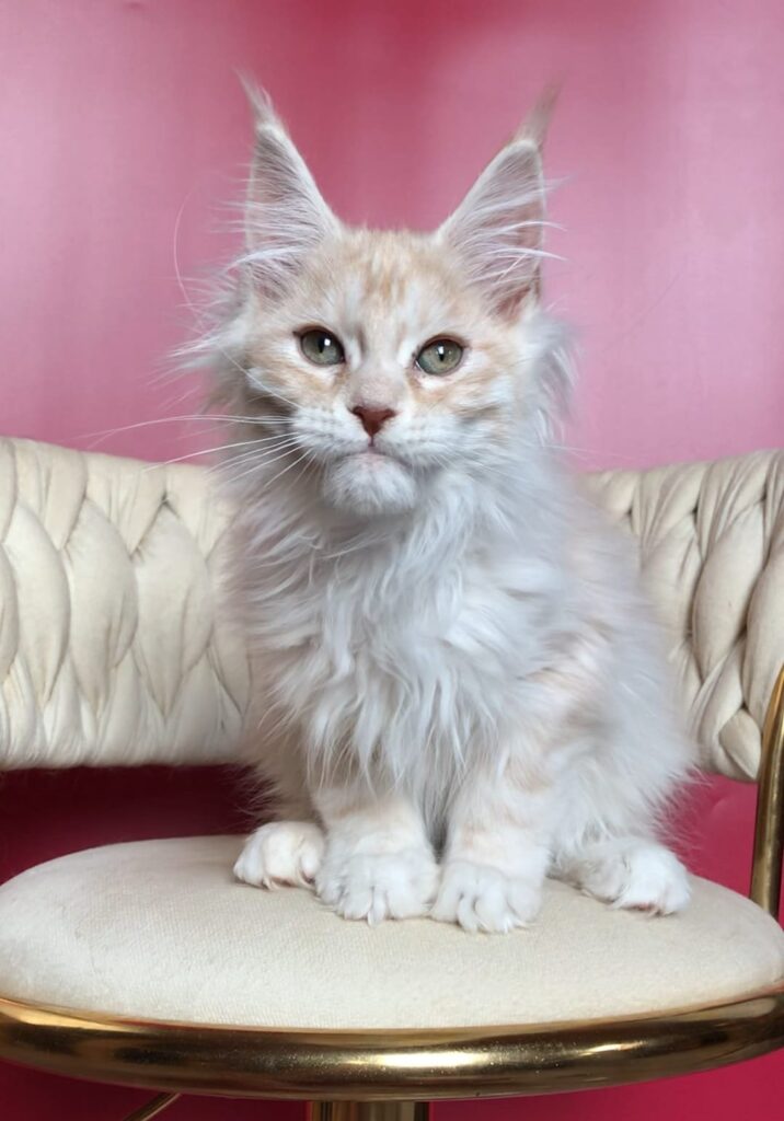 Simba