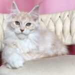 Simba thumbnail