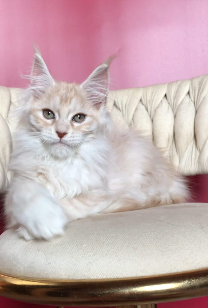 Simba