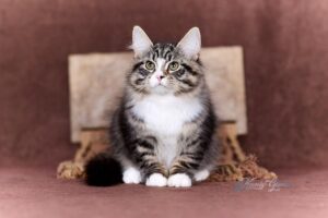 Celesta Siberian Cat kitten - Available for adoption at FavCats