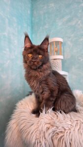 Rome Maine Coon kitten - Available for adoption at FavCats