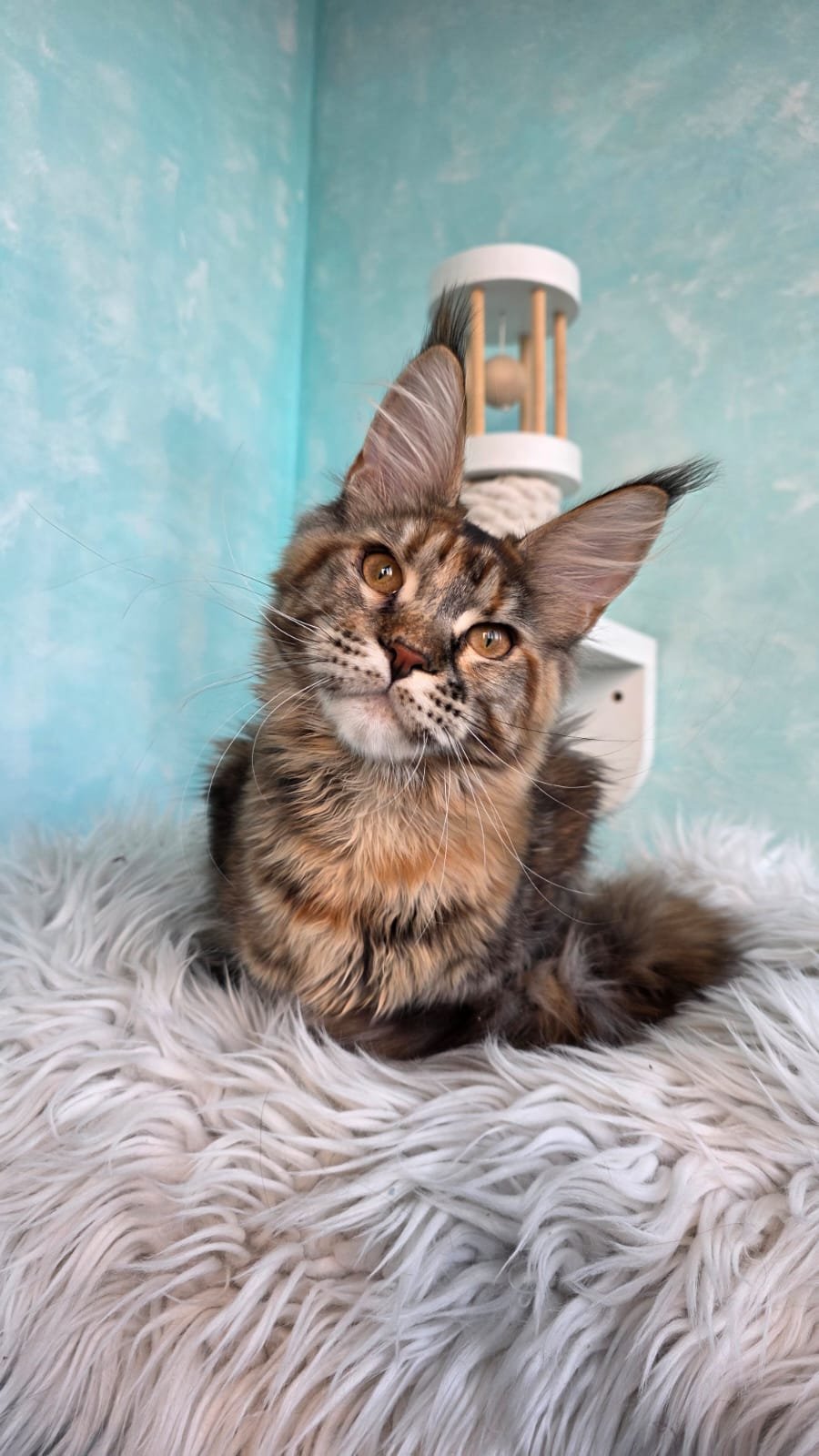 Safari R Maine Coon kitten - Available for adoption at FavCats