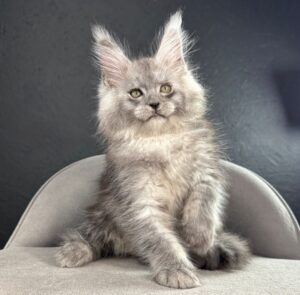 Russel Maine Coon kitten - Available for adoption at FavCats