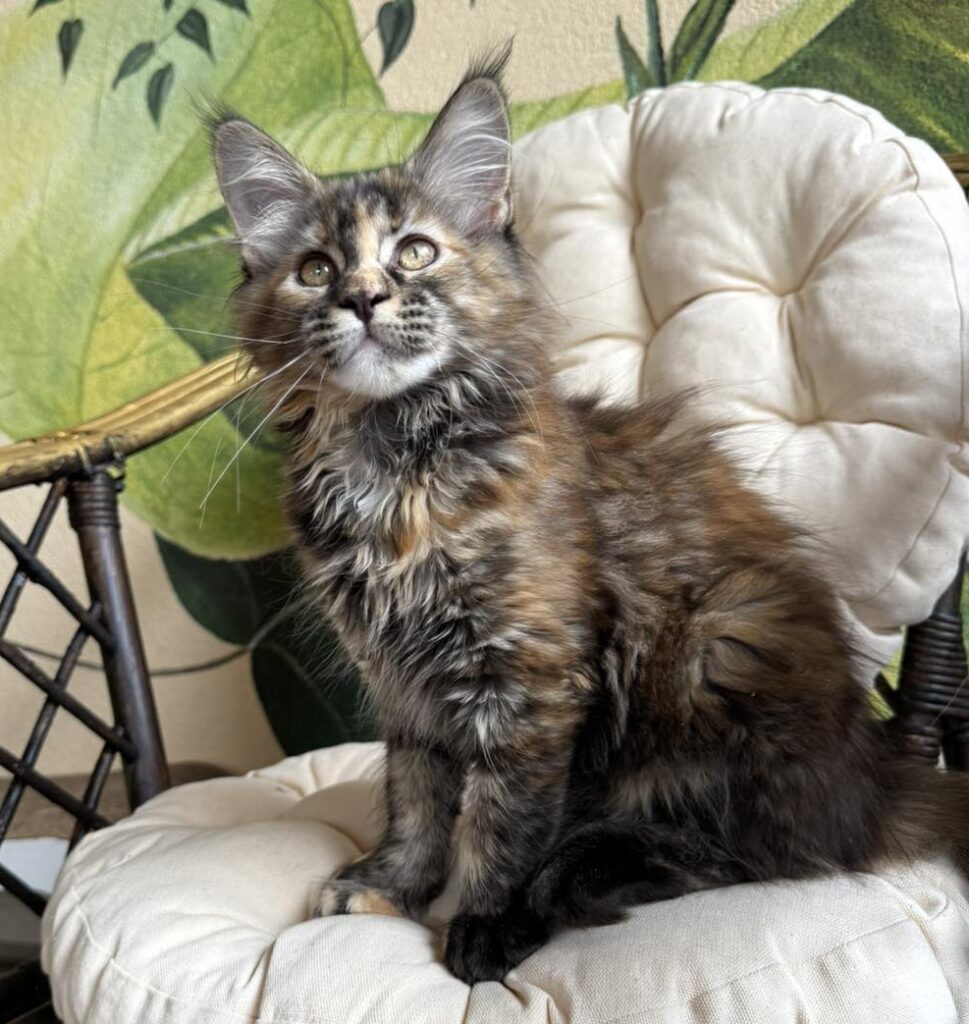 Lola