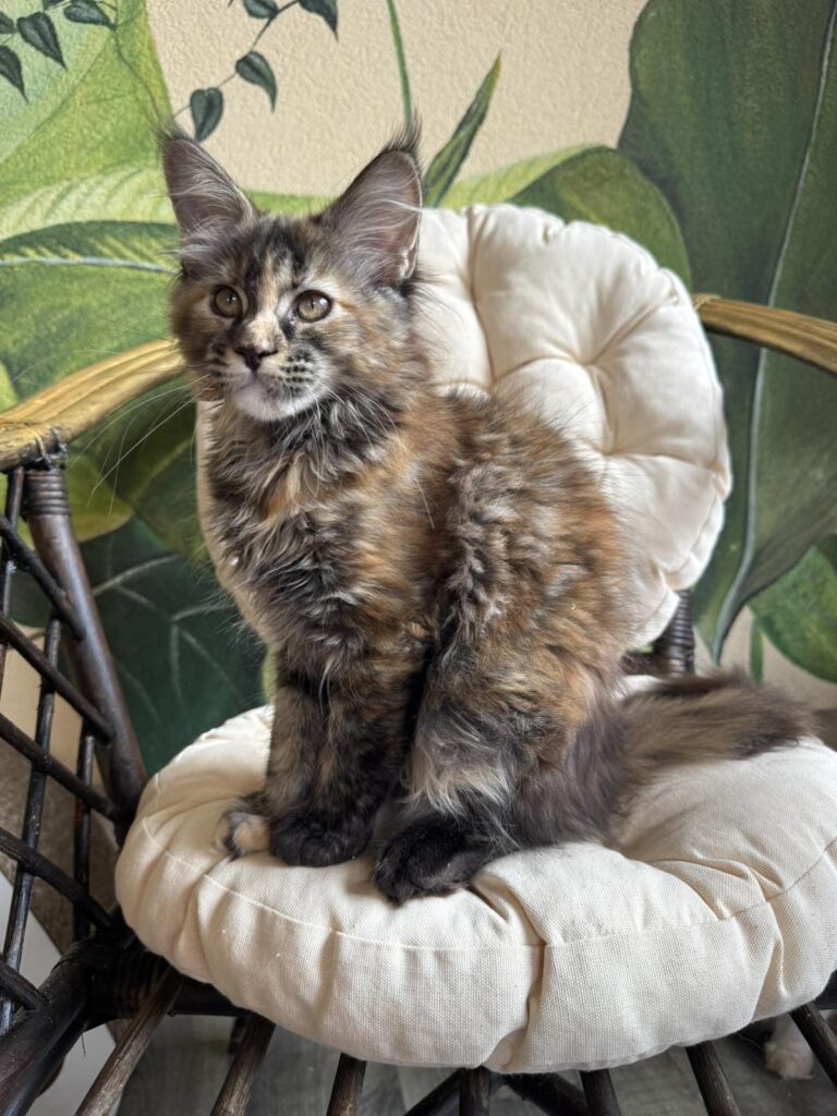 Lola
