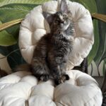 Lola thumbnail