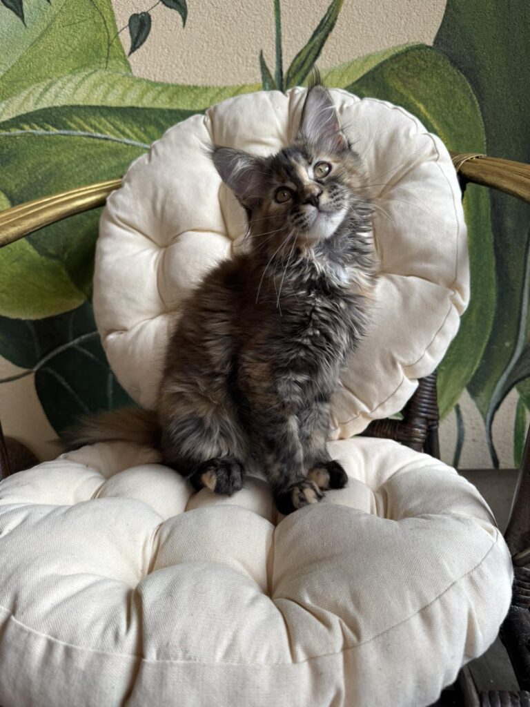Lola