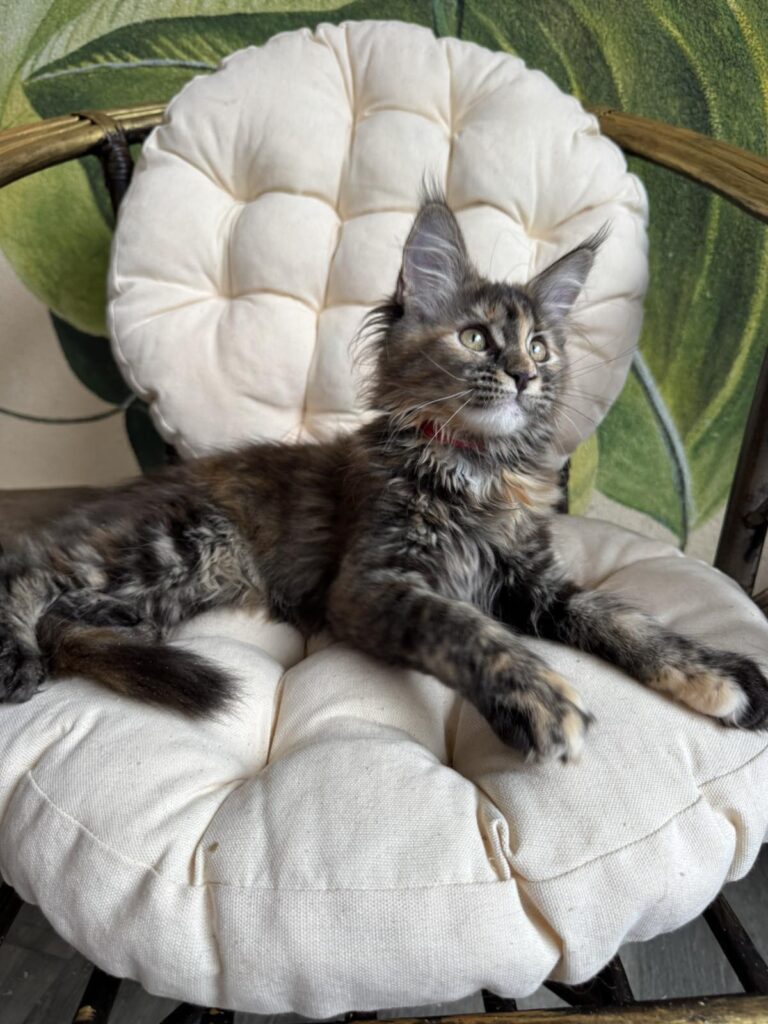 Lola