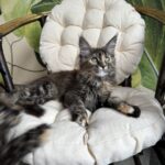 Lola thumbnail