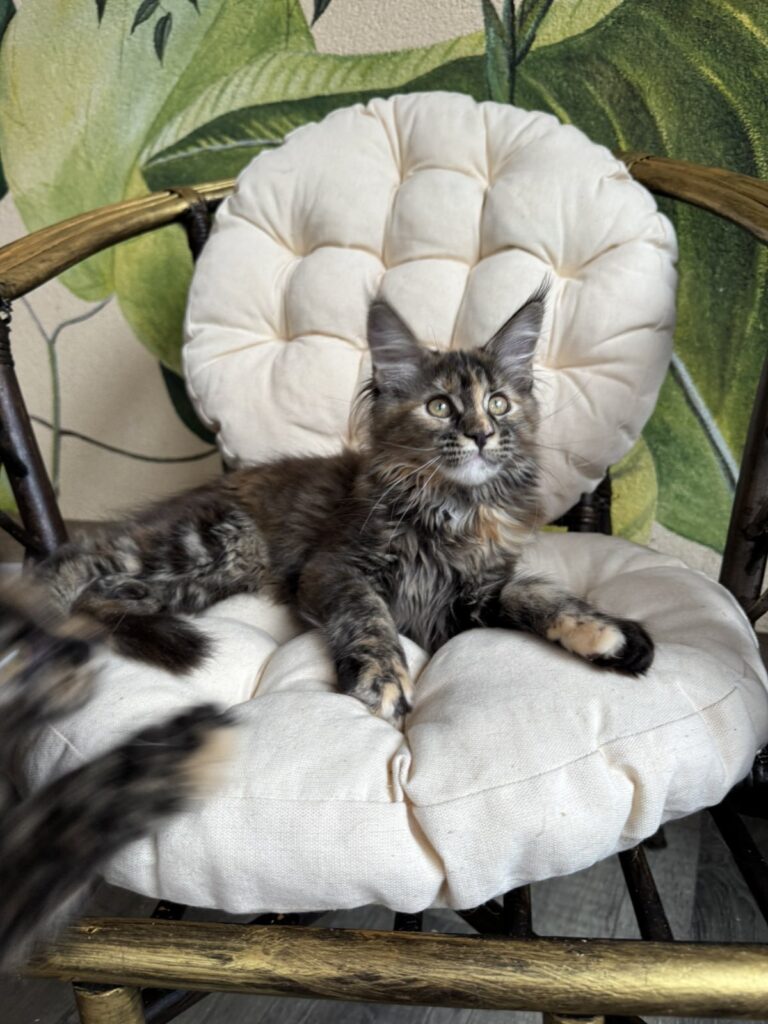 Lola