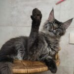 Alvin thumbnail