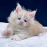 Amur thumbnail