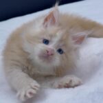 Amur thumbnail