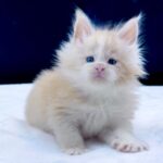 Amur thumbnail