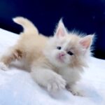 Amur thumbnail