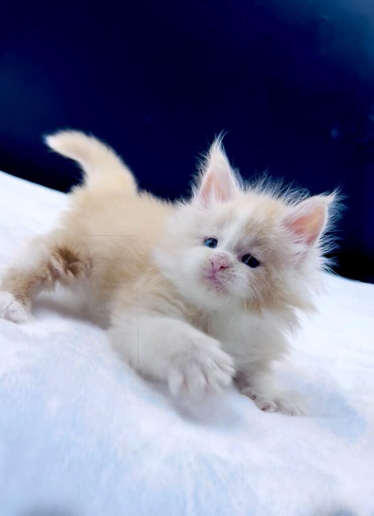 Amur