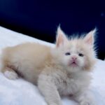 Amur thumbnail