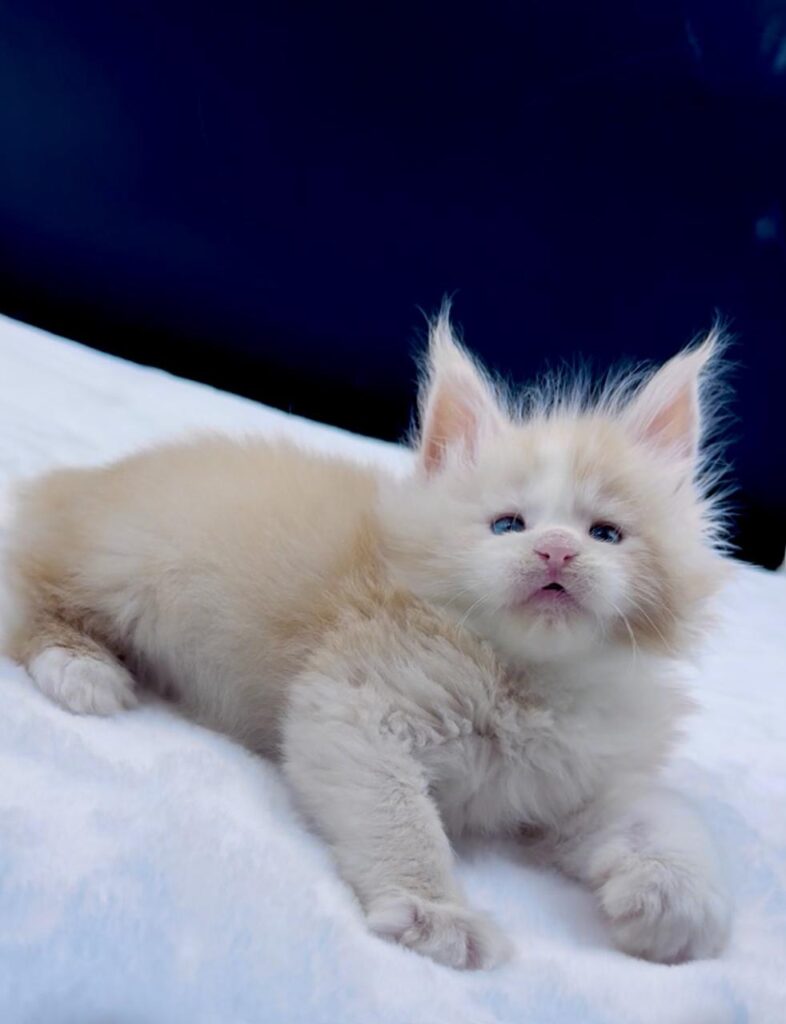 Amur