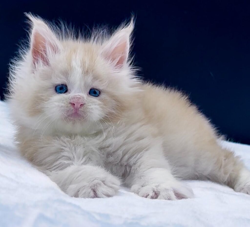 Amur