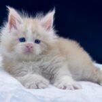 Amur thumbnail