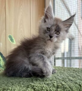 Zakhar Maine Coon kitten - Available for adoption at FavCats