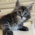 Liliya thumbnail