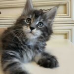 Liliya thumbnail
