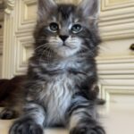 Liliya thumbnail