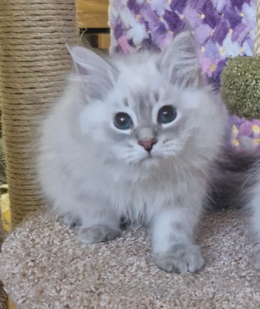 Xavier