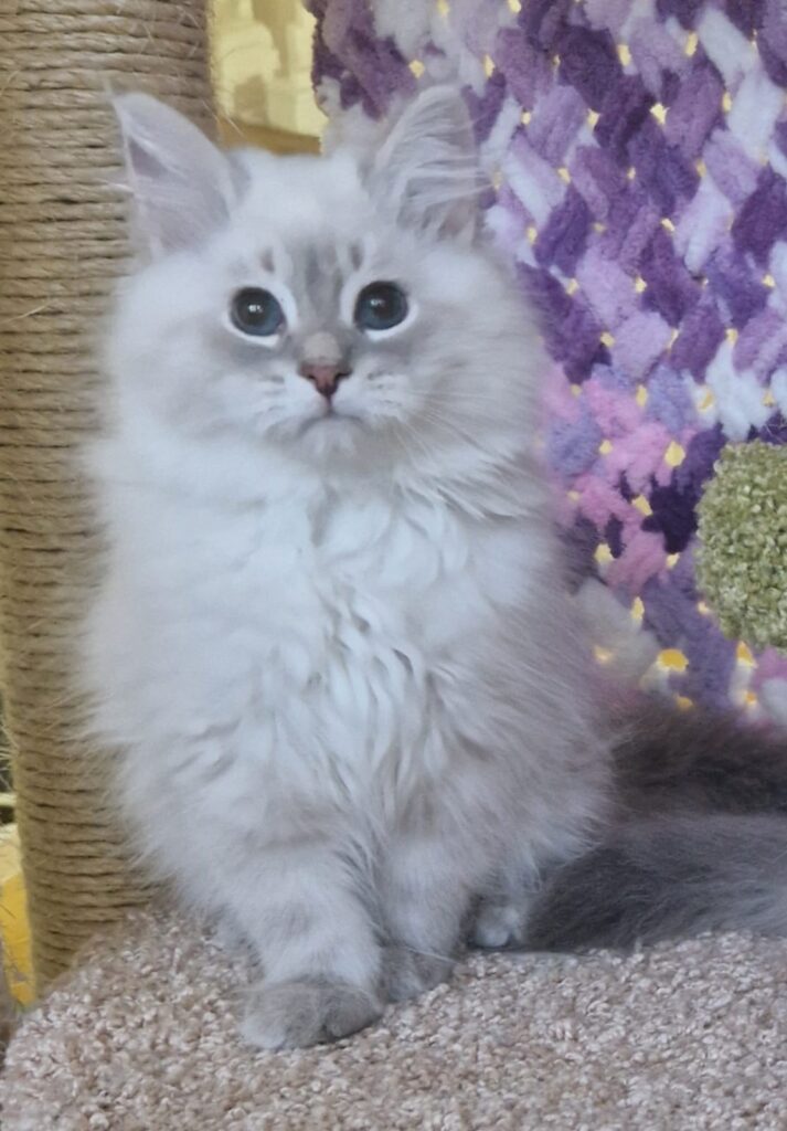 Xavier