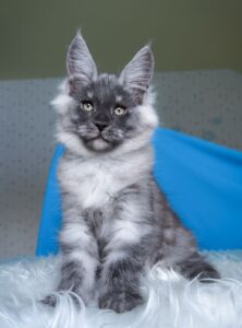 Almaz Maine Coon kitten - Available for adoption at FavCats