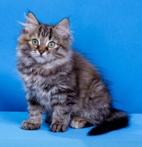 Yuna Siberian Cat kitten - Available for adoption at FavCats